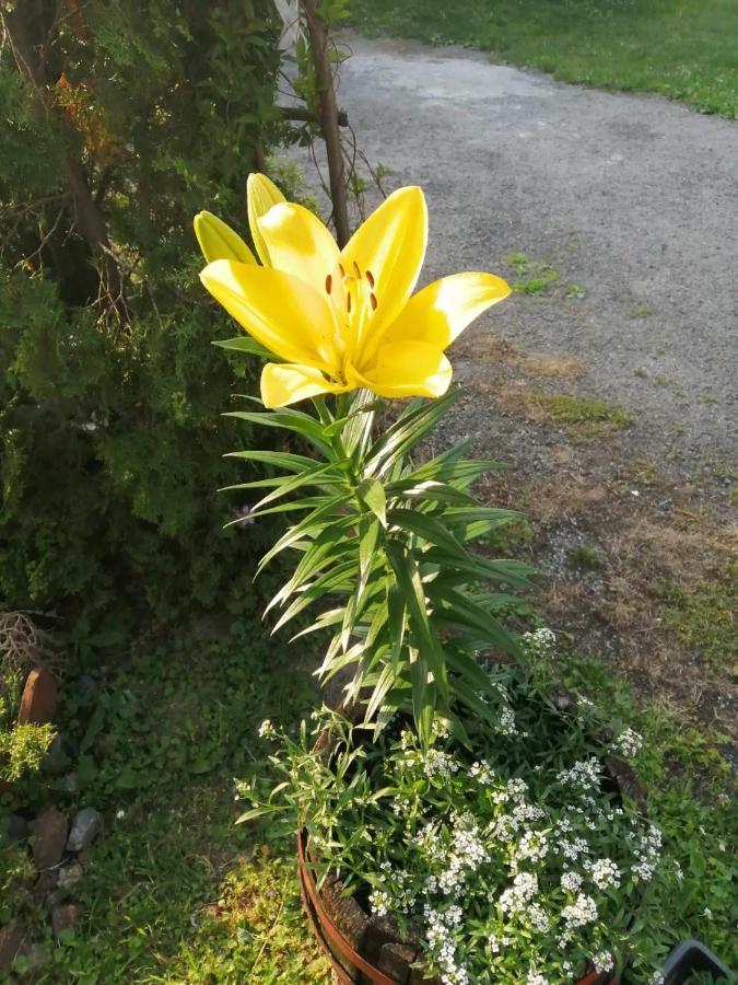 Apartman Nebojsa Rudnik Exteriér fotografie